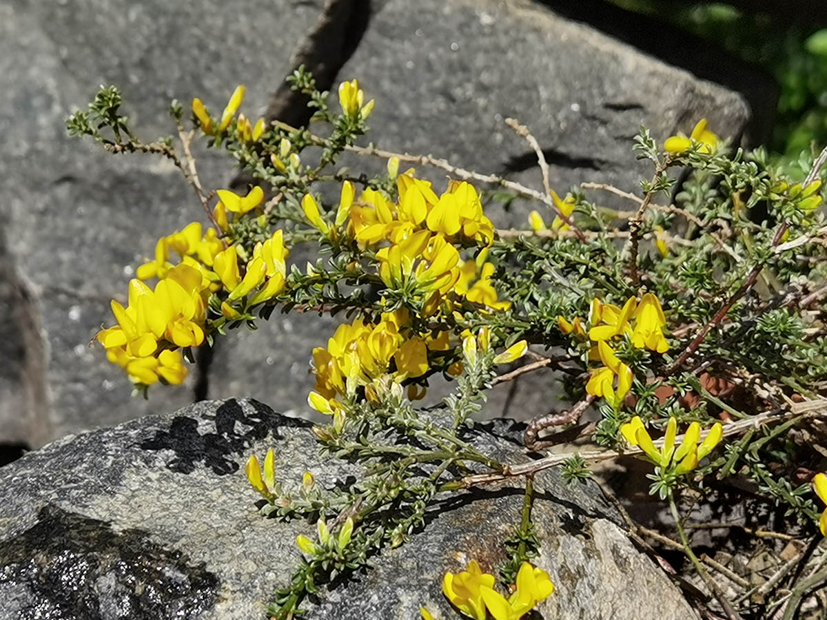 Anthyllis hermanniae 'Minor'